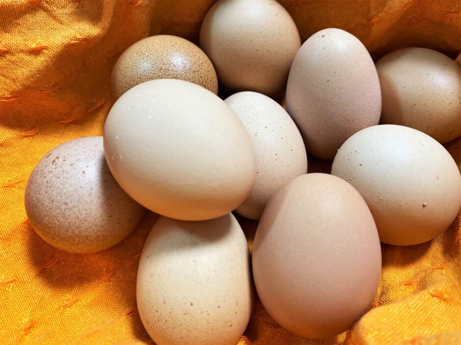 お取り寄せ卵おすすめランキングTOP10！おいしい卵を見つけるポイントを解説